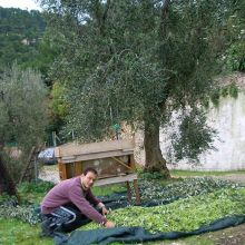 Country Hotel Peschici_olive harvest Country Hotel Peschici_olive harvest