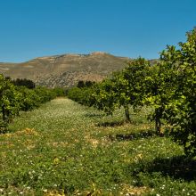 Agriturismo sea Noto_countryside Agriturismo sea Noto_countryside
