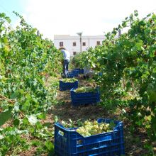 Winery resort Marsala Winery resort Marsala