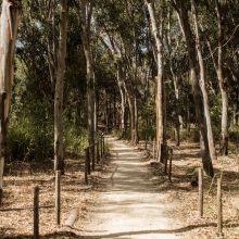 Residence Eraclea Minoa_pine wood Residence Eraclea Minoa_pine wood