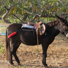 Agriturismo Trapani_farm Agriturismo Trapani_farm