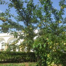 Agriturismo Gallipoli_garden Agriturismo Gallipoli_garden